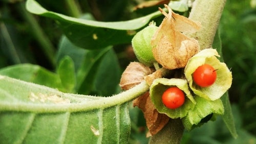 Ashwagandha: Beneficiile, efectele secundare și utilizările