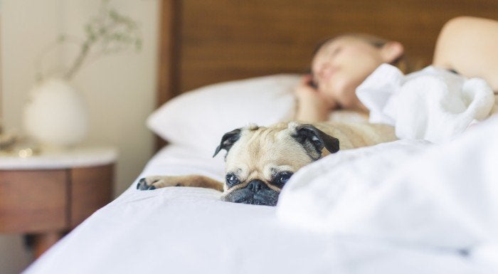 Søvn