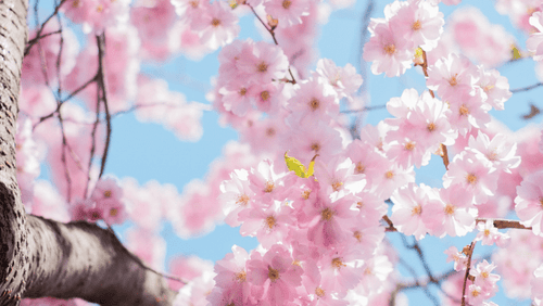 Why Spring is the Best Time for Resolutions