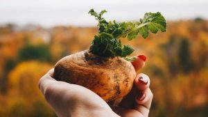 5 Maca Benefits | What Is Maca Root & What Does It Do?
