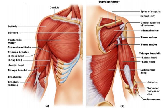 pain after benching