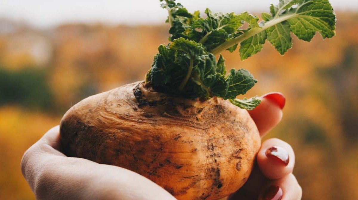 5 Maca Benefits | What Is Maca Root & What Does It Do?