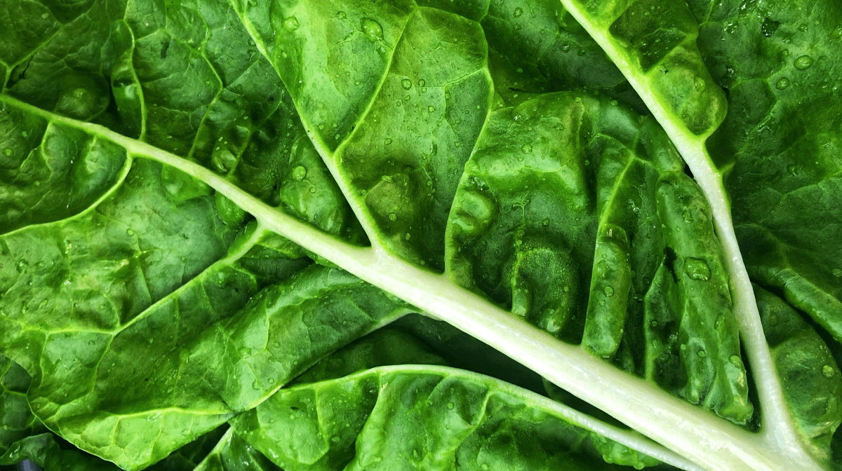 Les 7 bienfaits du thé vert
