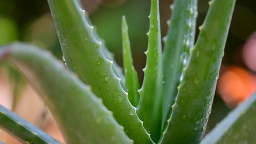 Aloe Vera: les bienfaits et les alternatives approuvées par notre nutritionniste