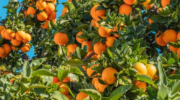 oranges