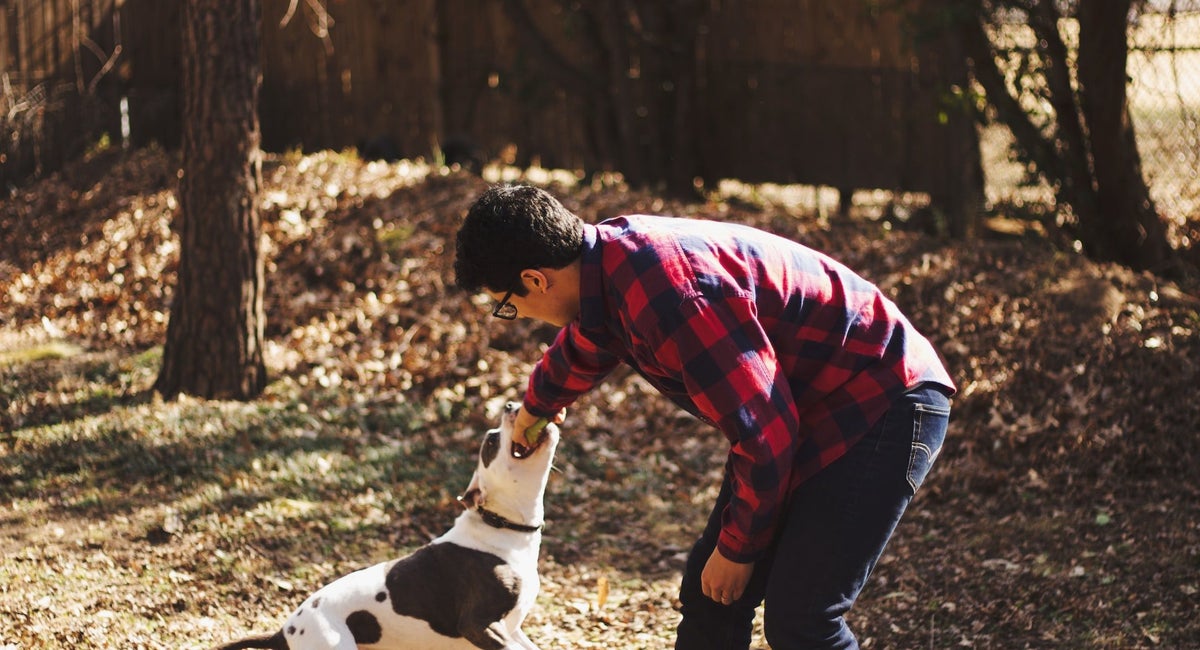 jouer chien