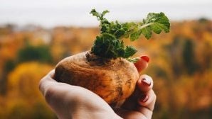 5 Maca Benefits | What Is Maca Root & What Does It Do?