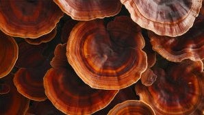 What are Reishi Mushrooms | Benefits & Uses