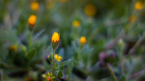 What Is Tribulus Terrestris | How Does It Work?
