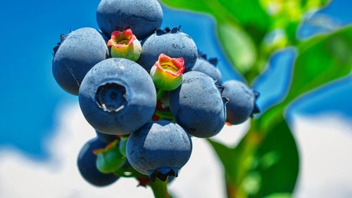 Was ist ein Superfood?