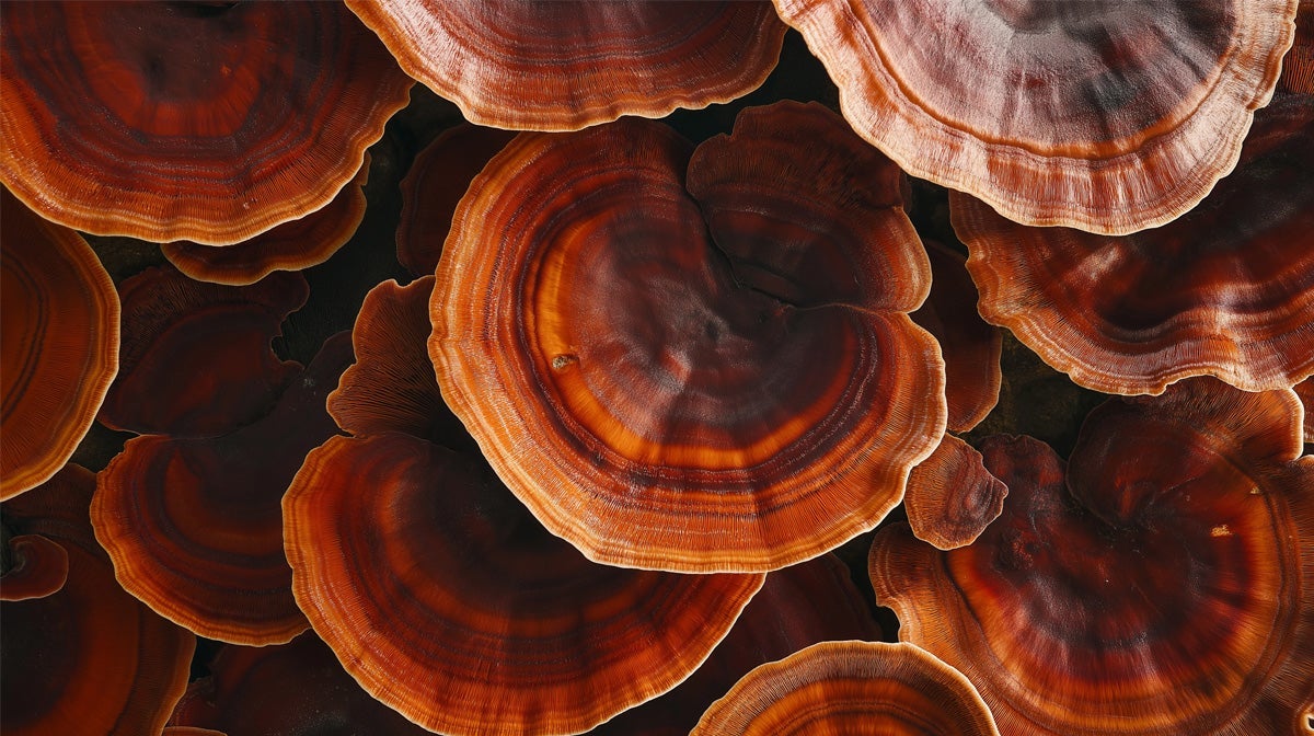 Was sind Reishi Pilze? | Wirkung & Nutzen