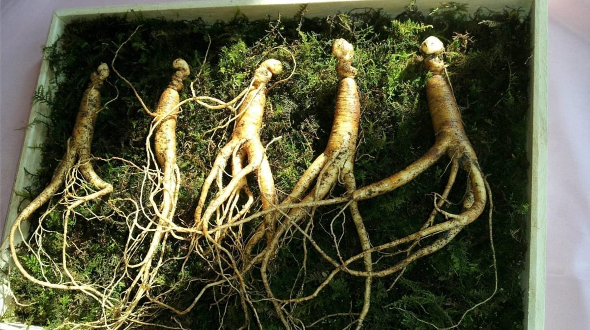 Koreanischer Ginseng | Dosierung, Wirkung & Nebenwirkungen