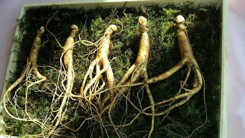 Koreanischer Ginseng | Dosierung, Wirkung & Nebenwirkungen
