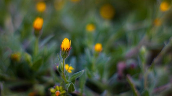 Was ist Tribulus Terrestris? | So funktioniert es