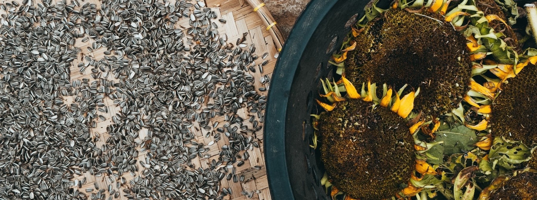 Sonnenblumenkerne: Wie gesund sind sie wirklich?