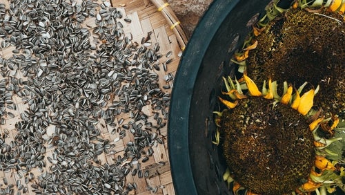 Sonnenblumenkerne: Wie gesund sind sie wirklich?