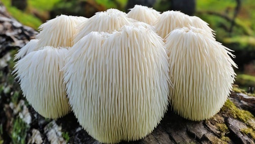 Was ist Igel-Stachelbart (Lion’s Mane)? | Gesundheitliche Wirkung & Verwendung