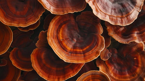 Was sind Reishi Pilze? | Wirkung & Nutzen