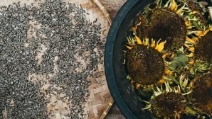 Sunflower Seeds: Nutrition & Health Benefits