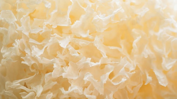 Hongo Tremella: beneficios, usos y qué dice la ciencia