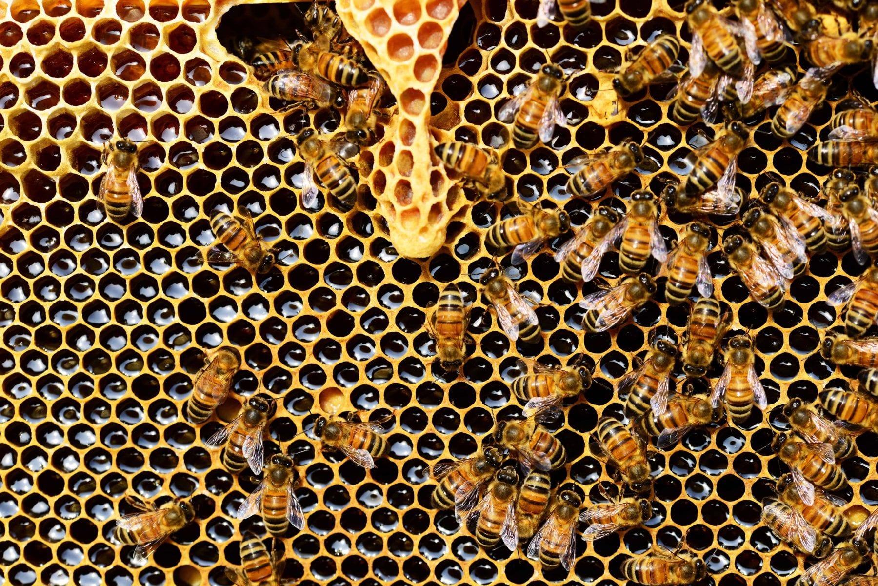 Polline D'Api | Proprietà, Benefici Per La Salute e Controindicazioni