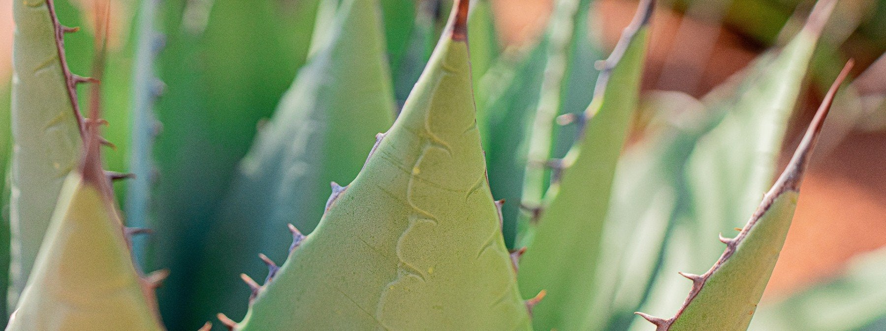 Benefici dell'Aloe Vera e alternative più economiche approvate dai nutrizionisti