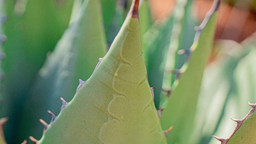 Benefici dell'Aloe Vera e alternative più economiche approvate dai nutrizionisti
