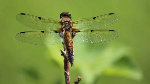 Insecten Eten Als Een Bron Van Eiwit