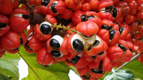 Wat is Guarana? Wat zijn de voordelen?