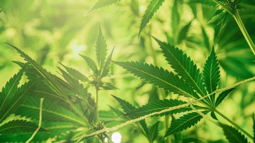 Top gezondheidsvoordelen van hennep
