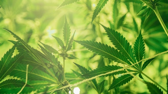 Top gezondheidsvoordelen van hennep
