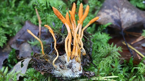 What are Cordyceps Mushrooms? 5 Science-Backed Benefits