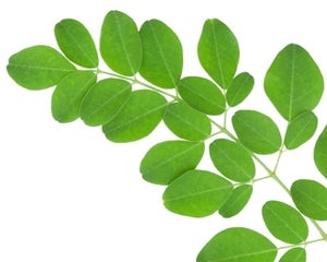 Moringa