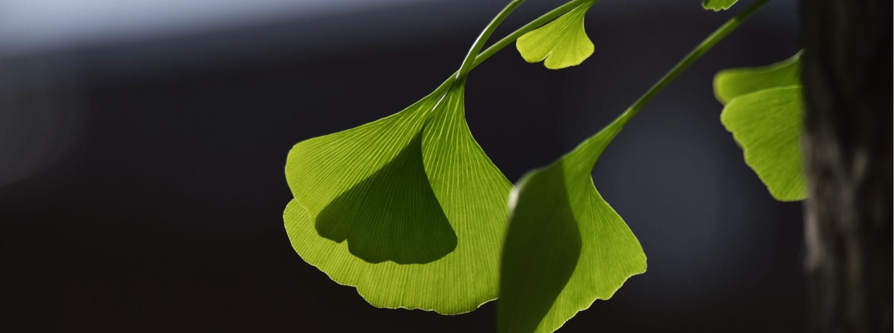 Ginkgo Biloba | Zastosowanie, korzyści, czym jest?