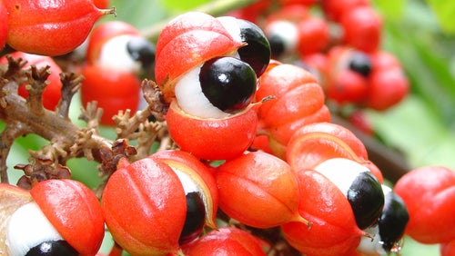 Guarana - Co daje Guarana i jak ją stosować?