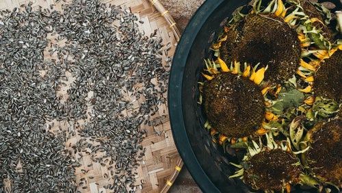 Sunflower Seeds: Nutrition & Health Benefits