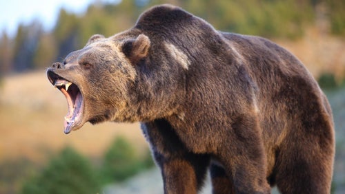 Stoltmans Deadlift The Weight Of A Grizzly Bear