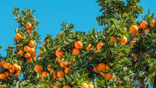 What Is Pollen Food Syndrome & How To Lessen The Effects