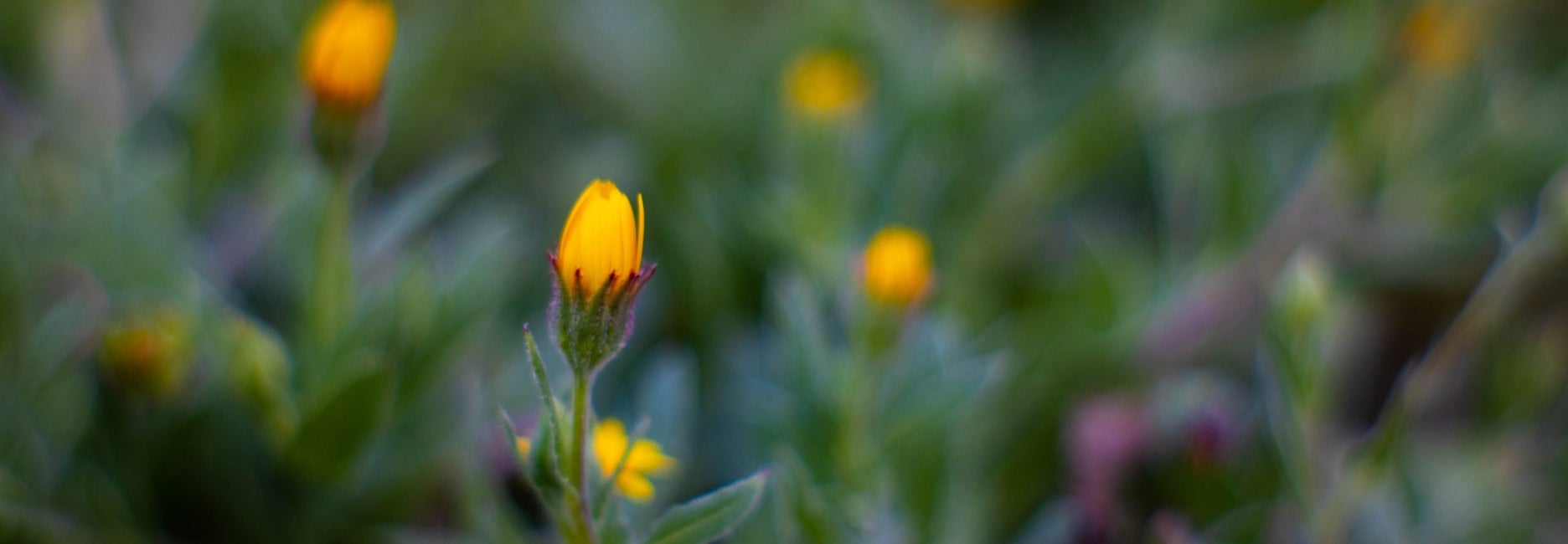 Rastlina Tribulus Terrestris