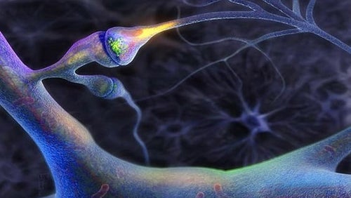 Úloha Neurotransimeterov | Regenerácia Svalov
