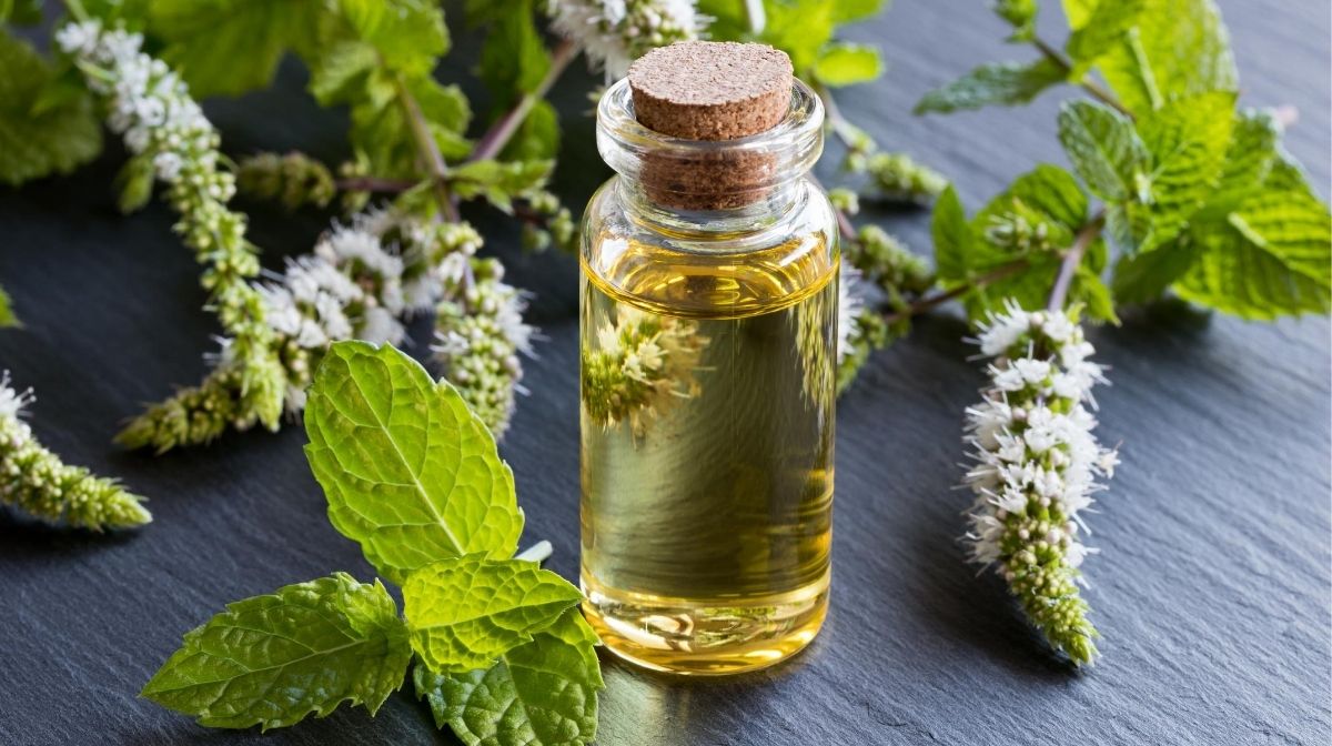 fragrance notes used to make a scent