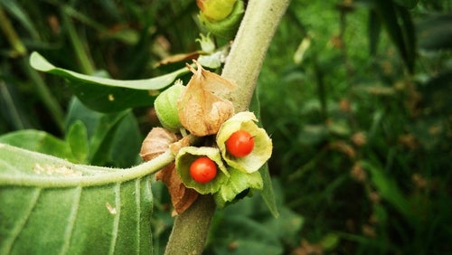 8 Voordelen van Ashwagandha | Wat is het? Wat zijn de bijwerkingen?