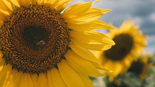 Zonnebloempitten: voedings- en gezondheidsvoordelen